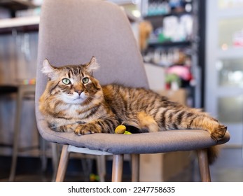 Selective focus view of serious looking Highlander cat lying down on chair indoors - Shutterstock ID 2247758635