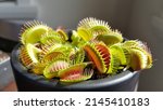 Selective focus view of Venus flytrap (Dionaea muscipula). It is a carnivorous plant native to subtropical wetlands on the East Coast of the United States in North Carolina and South Carolina.