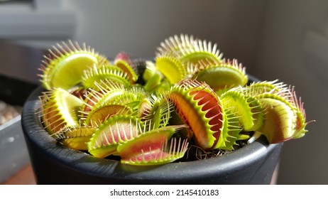 Selective focus view of Venus flytrap (Dionaea muscipula). It is a carnivorous plant native to subtropical wetlands on the East Coast of the United States in North Carolina and South Carolina.