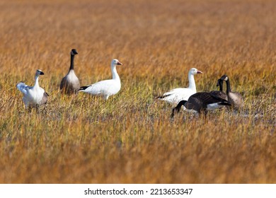 Portfolio D’images Et De Photos De Stock De Anne Richard | Shutterstock