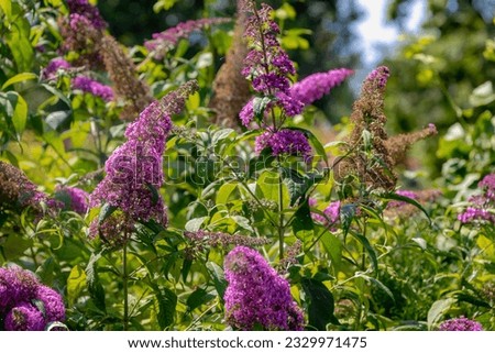 Selective focus of violet blue flower Summer lilac (Vlinderstruik) Buddleja davidii, Butterfly-bush or Orange eye is a species of flowering plant in the family Scrophulariaceae, Nature background.