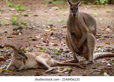 Selective Focus Of Wallabies Or Familia Macropodidae, Is A Kangaroo With A Small Size 