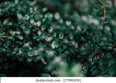 Selective focus of water drop on small tiny green leaves in dark tone, Raindrop on green leaves of Cotoneaster microphyllus, Beautiful leaf pattern texture, Nature background.