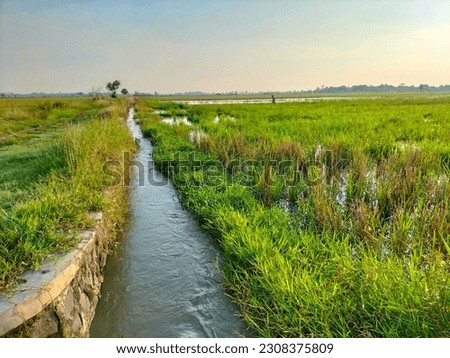 Selective focus. Waterside rice field in countryside of Indonesia.