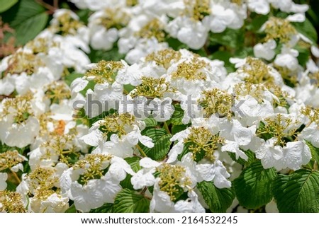 Selective focus  white cream flower of Japanese snowball blooming in the garden with green leaves, Viburnum plicatum is a species of flowering plant in the family Adoxaceae, Natural floral background.