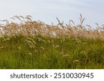 Selective focus of white cream fluffy grass flowers under blue sky, Calamagrostis epigejos common names wood small-reed or bush grass is a species of grass in the family Poaceae, Natural background.