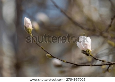 Selective focus white flower bud of Star magnolia blooming in spring with blue sky as background, A large genus of flowering plant species in the subfamily Magnolioideae of the family Magnoliaceae.