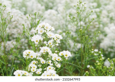 selective focus white flower on blurred background . - Shutterstock ID 2102647993