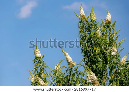 Selective focus of white flower Summer lilac (Vlinderstruik) Buddleja davidii, Butterfly-bush or Orange eye is a species of flowering plant in the family Scrophulariaceae, Natural floral background.
