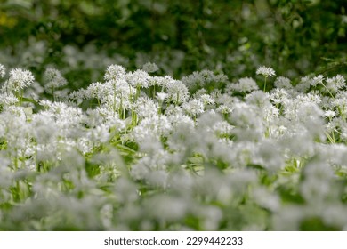 Selective focus white flowers of Allium ursinum, Ramsons (Daslook) in the forest, Edible wild leek or wood garlic vegetable, Flowering plant in the amaryllis family Amaryllidaceae, Nature background.