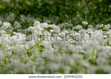 Selective focus white flowers of Allium ursinum, Ramsons (Daslook) in the forest, Edible wild leek or wood garlic vegetable, Flowering plant in the amaryllis family Amaryllidaceae, Nature background.