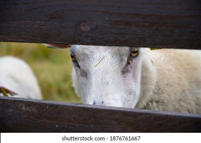 A Selective Focus Of A White Fluffy Sheep Looking Through The Wooden Fence I