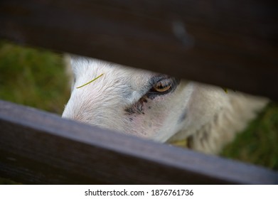 A Selective Focus Of A White Fluffy Sheep Through The Wooden Fence In A Farm