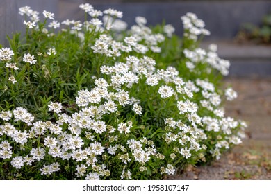 Selective focus of white Iberis sempervirens flower in the garden, The evergreen candytuft or perennial candytuft is a species of flowering plant in the family Brassicaceae, Nature floral background.