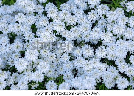 Selective focus of white Iberis sempervirens flower in the garden, The evergreen candytuft or perennial candytuft is a species of flowering plant in the family Brassicaceae, Nature floral background.
