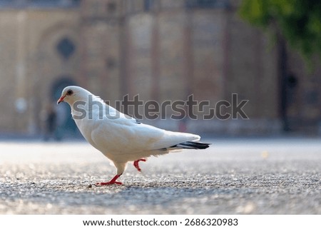 Selective focus of a white pigeons walking on cement concrete ground floor or pavement street with warm sunlight as background, The rock dove or common pigeon is a member of the bird family Columbidae