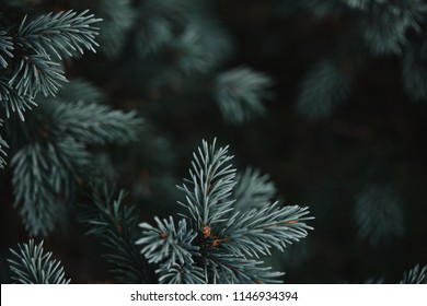 Selective Focus Of White Pine Branches With Needles On Blurred Background