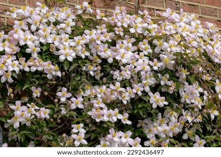 Selective focus of white pink flower Anemone clematis climbing on the bricks wall in the garden, Clematis montana is a flowering plant in the buttercup family Ranunculaceae, Nature floral background.