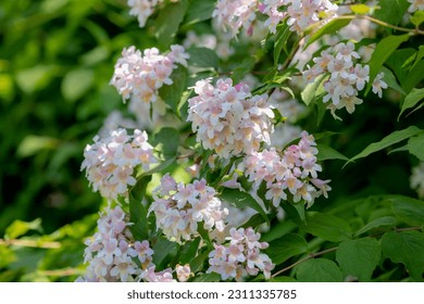 Selective focus white pink flowers in garden with green leaves, Linnaea amabilis or Kolkwitzia amabilis (beauty bush) is a species of flowering plant in the family Caprifoliaceae, Nature background.