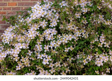 Selective focus of white pink flowers in the garden, Anemone clematis climbing on the brick wall, Clematis montana is a flowering plant in the buttercup family Ranunculaceae, Nature floral background. - Powered by Shutterstock