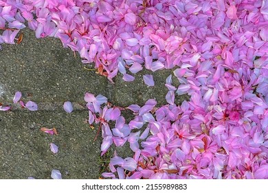 Selective focus white pink petals of Cherry blossoms falling under the tree on the cement ground, Sakura flowers on the ground during spring season, Flora pattern texture, Nature floral background.