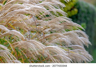 Selective focus of white puffy flowers Chinese prachtriet with morning frost, Miscanthus sinensis or maiden silvergrass is a species of flowering plant in the grass family Poaceae, Natural background. - Powered by Shutterstock