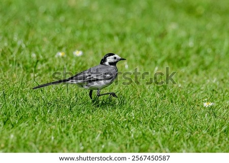 A selective focus of a White wagtail standing on the grass
