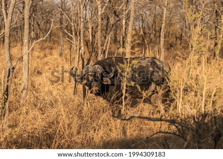 Similar – Image, Stock Photo wilderness Animal portrait