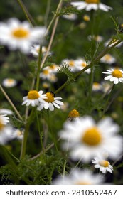 Selective focus of wild chamomile flowers blooming in a summer meadow