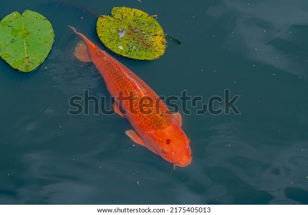 Selective focus of wild fish\
(Freshwater) swimming underwater in the natural river, Carp are\
various species of oily freshwater fish from the family\
Cyprinidae.