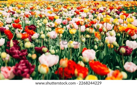 Selective focus. Wild flowers wallpaper. meadow of multi-colored different types of tulips in the garden. İstanbul tulip festival. Spring time flowers. Floral background.