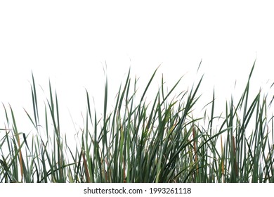 In Selective Focus Wild Grass Leaves With Wind Blowing On White Isolated Background For Green Foliage Backdrop 