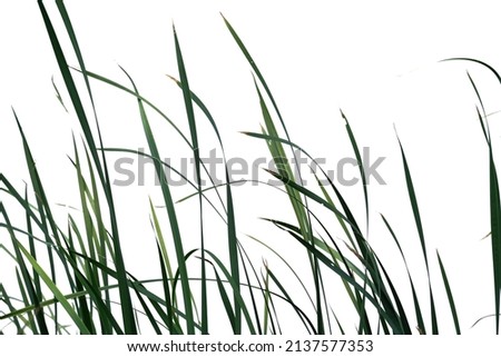 Similar – Image, Stock Photo grass Grass Green Bright