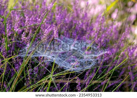 Similar – #A# Purple Way Environment