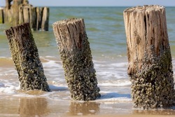 Selective Focus Of Wooden Wave Breaker Poles On The Beach, Row Of Groyne At Dutch North Sea Coastline In Summer, To Reduce The Wave Force And Erosion Of The Shore, North Holland, Netherlands.
