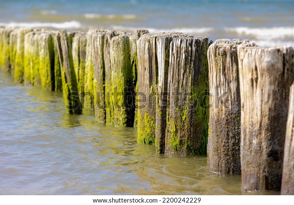 Selective focus of wooden wave breaker poles\
on the beach, Row of groyne at Dutch north sea coastline in summer,\
To reduce the wave force and erosion of the shore, North Holland,\
Netherlands.