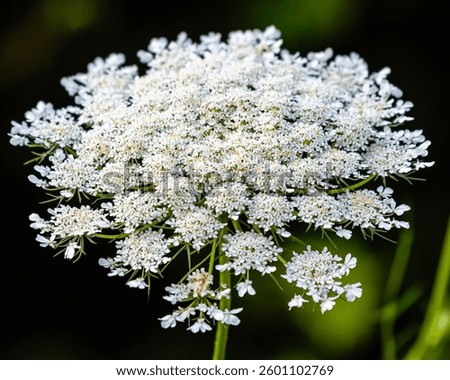 A selective focus of yarrow