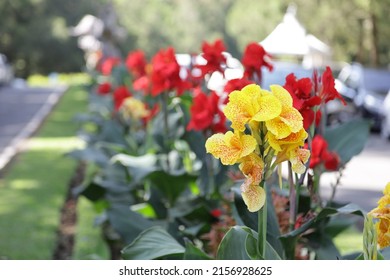 Selective focus - Yellow flower with big green leaves, red canna, Sierra Leone arrowroot, canna, cannaceae, canna lily, Flowers at the park, nature background