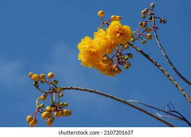 Selective Focus Of Yellow Flower With Blue Sky, Cochlospermum Regium Or Cotton Tree Is A Flowering Plant That Has Its Origins In The Cerrado Tropical Savanna Of South America, Nature Floral Background