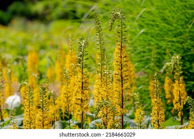 Selective focus of yellow flower Ligularia przewalskii in the garden, Przewalski's leopardplant or golden ray is species of perennial herbaceous plant in the genus Ligularia and the family Asteraceae.