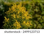 Selective focus of yellow flower Solidago canadensis with green leaves, Canada goldenrod or Canadian goldenrod is an herbaceous perennial plant of the family Asteraceae, Nature floral background.