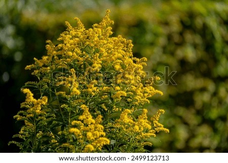 Similar – Image, Stock Photo goldenrod blossom Blossom