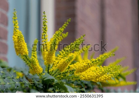 Selective focus of yellow flowers with bricks wall, Mahonia japonica is a species of flowering plant in the family Berberidaceae, Berberis japonica in the garden with green leaves, Natural background.
