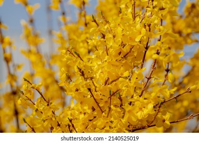 Selective focus of yellow flowers full bloom on the tree, Forsythia suspensa is a genus of flowering plants in the olive family Oleaceae, Mostly native to southeastern Europe, Nature floral background