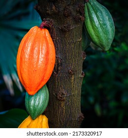 Selective focus. Yellow and green Cocoa pods grow on the tree. The cocoa tree ( Theobroma cacao ) with fruits.