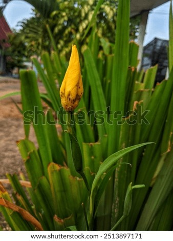 Similar – Image, Stock Photo Yellow Apostle Iris Flower Plant