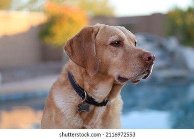 Selective focus of yellow Labrador retriever - Shutterstock ID 2116972553