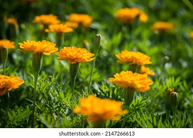 selective focus of yellow marigold flower blooming in the garden with bokeh blurred nature background. copy space for text. - Powered by Shutterstock