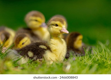 Selective focus of a yellow small baby ducks in its natural habitat sitting near the mother on green grass meadow, A duckling is a young newborn duck in downy plumage, Spawning and breeding season. - Powered by Shutterstock