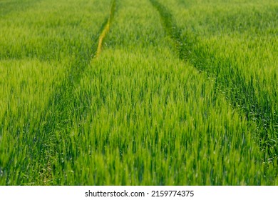 Selective focus of young green barley (gerst) on the field with row tractor tracks, Hordeum vulgare, Texture of soft ears of wheat or rye in the farm, Agriculture industry, Nature pattern background.